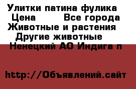 Улитки патина фулика › Цена ­ 10 - Все города Животные и растения » Другие животные   . Ненецкий АО,Индига п.